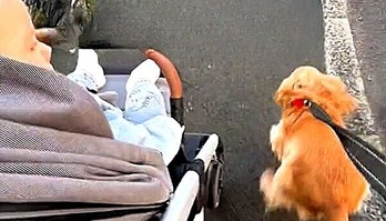 Cachorro motiva bebê a falar sua primeira palavra durante passeio (Cachorro faz 'palhaçadas' durante passeios e motiva bebê a falar sua primeira palavra)
